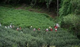 茶叶老板爆料视频大全集,揭秘茶叶市场内幕与真相