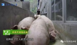 小玉肉鸡爆料怎么做的视频,肉鸡制作视频教程