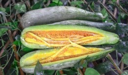 qq网红吃瓜推荐,揭秘热门事件背后的真相