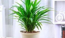 最新植物大爆料,揭秘未知物种与古老秘密