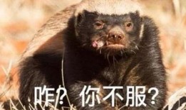 粉丝爆料平头哥视频,粉丝视频揭秘神秘瞬间