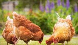 爆料养鸡套路有哪些呢视频,揭秘爆料养鸡套路