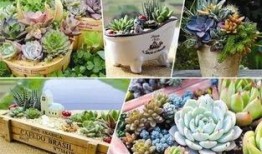 最新植物大爆料,揭秘未知物种与古老秘密