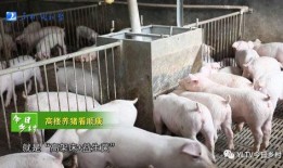 小玉肉鸡爆料怎么做的视频,肉鸡制作视频教程