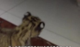虎扑爆料在哪里看啊视频,揭秘“在哪里看啊”视频观看攻略