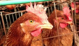 爆料养鸡套路有哪些呢视频,揭秘爆料养鸡套路