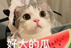 网红吃瓜大猩猩是谁