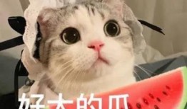 网红吃瓜大猩猩是谁